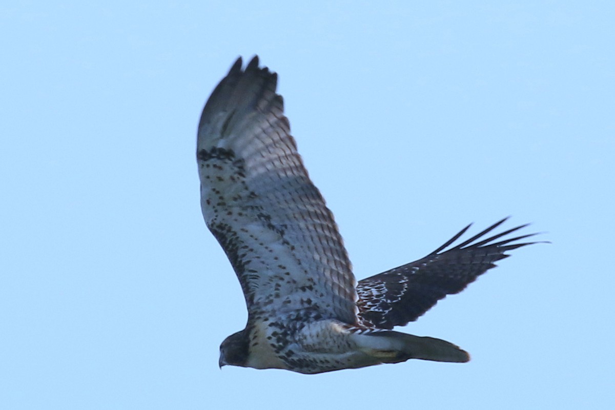Red-tailed Hawk - ML105995651