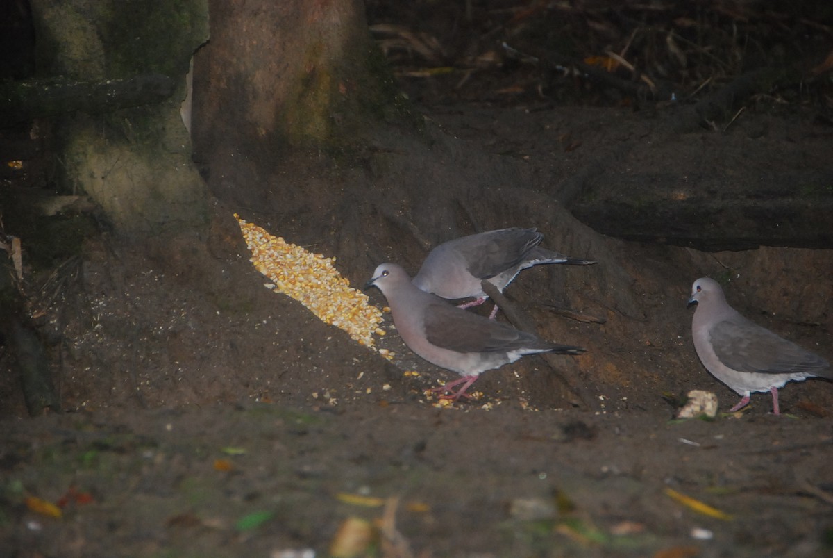 Gray-fronted Dove - ML105995721