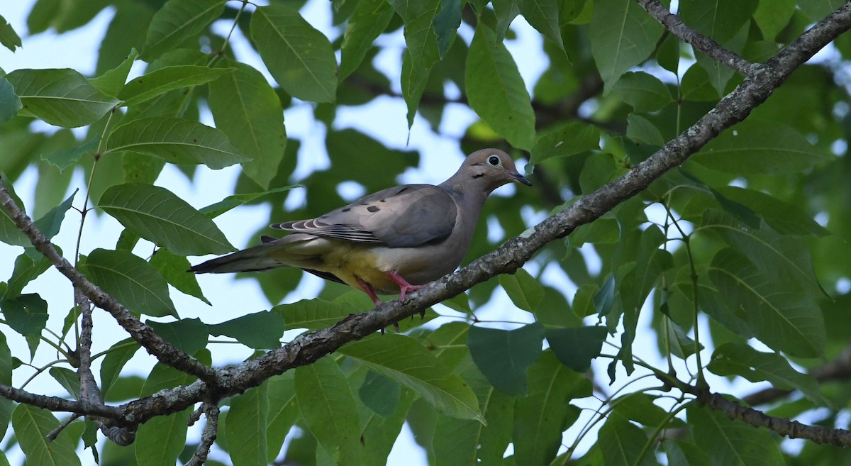 Mourning Dove - Barry Blust