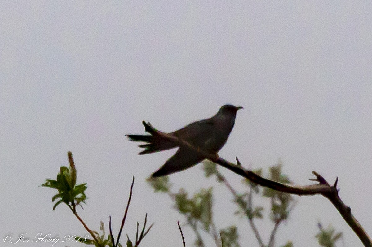 Common Cuckoo - Deb Hailey