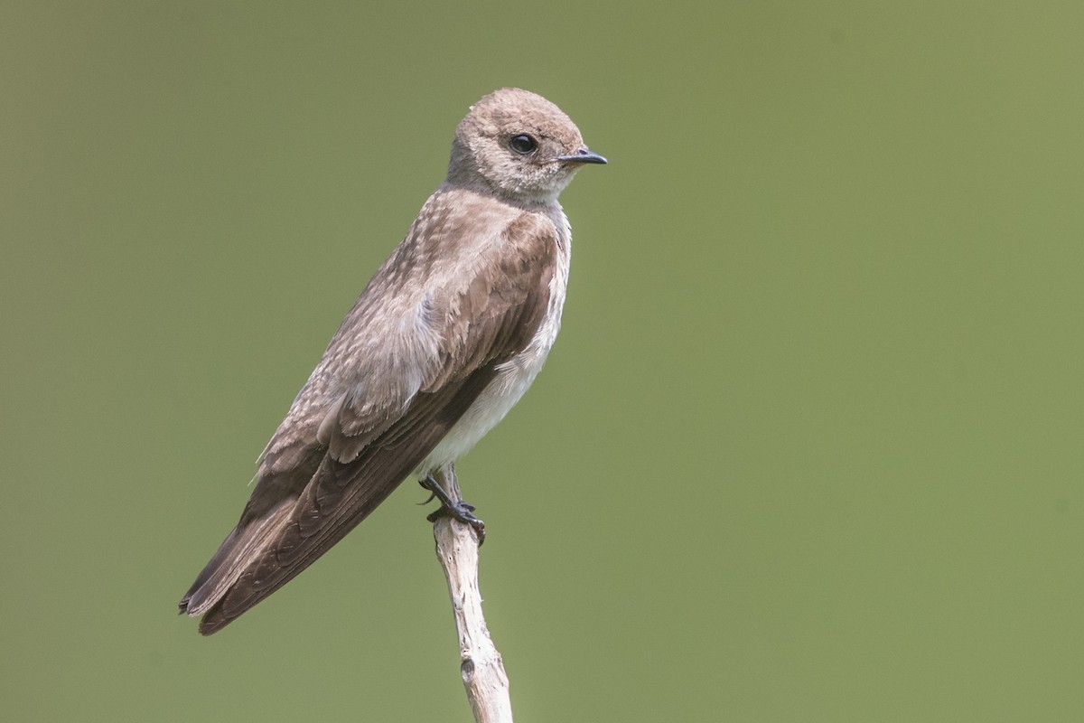 Northern Rough-winged Swallow - ML106001061