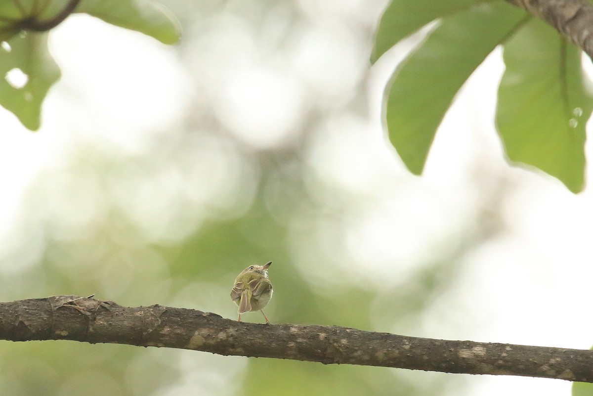 Pearly-vented Tody-Tyrant - ML106001101