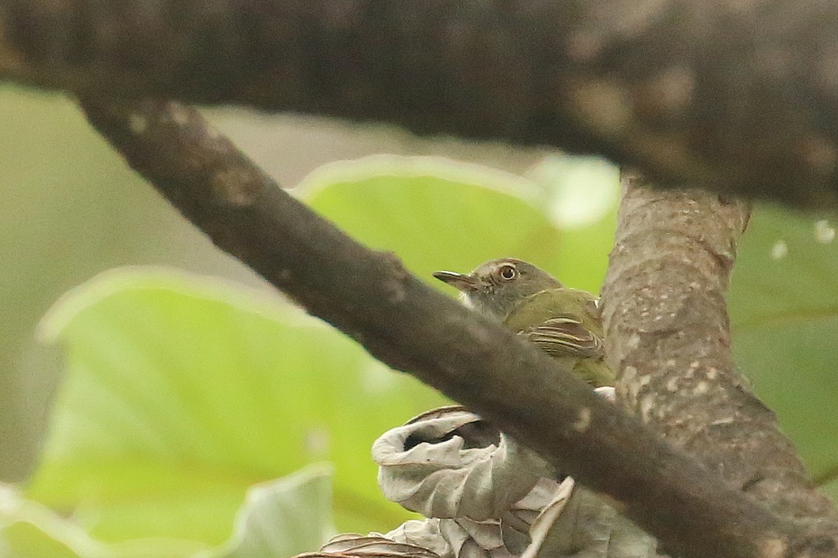 Pearly-vented Tody-Tyrant - ML106001191