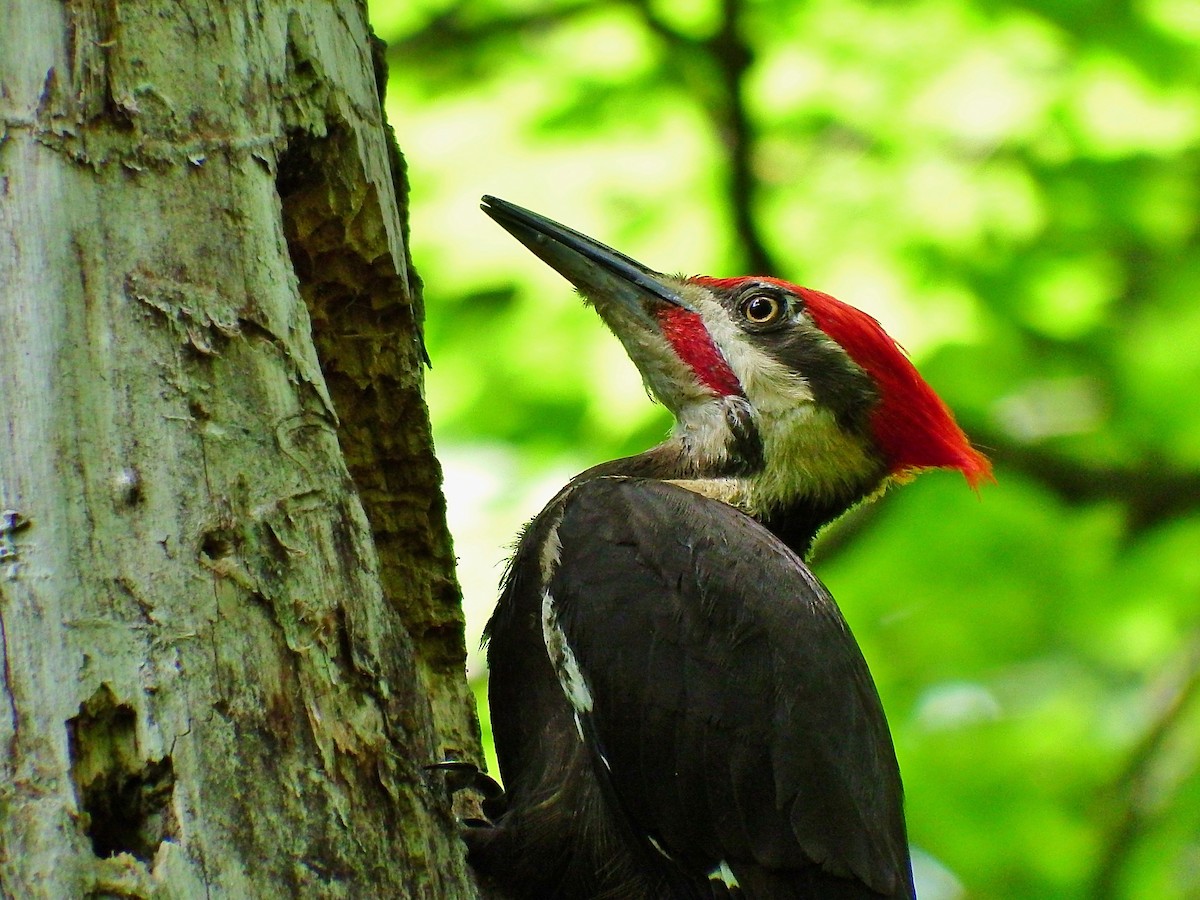 Pileated Woodpecker - ML106002671