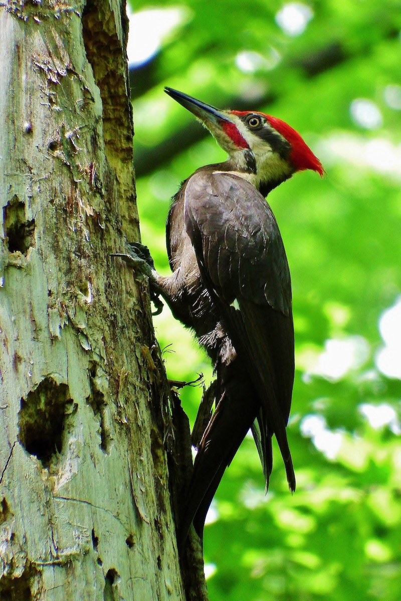 Pileated Woodpecker - ML106002691