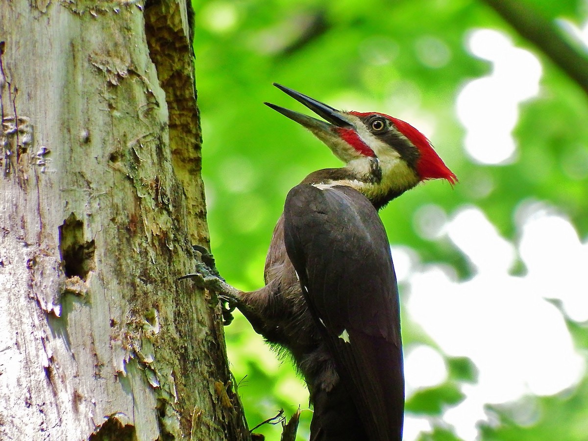 Pileated Woodpecker - ML106002701