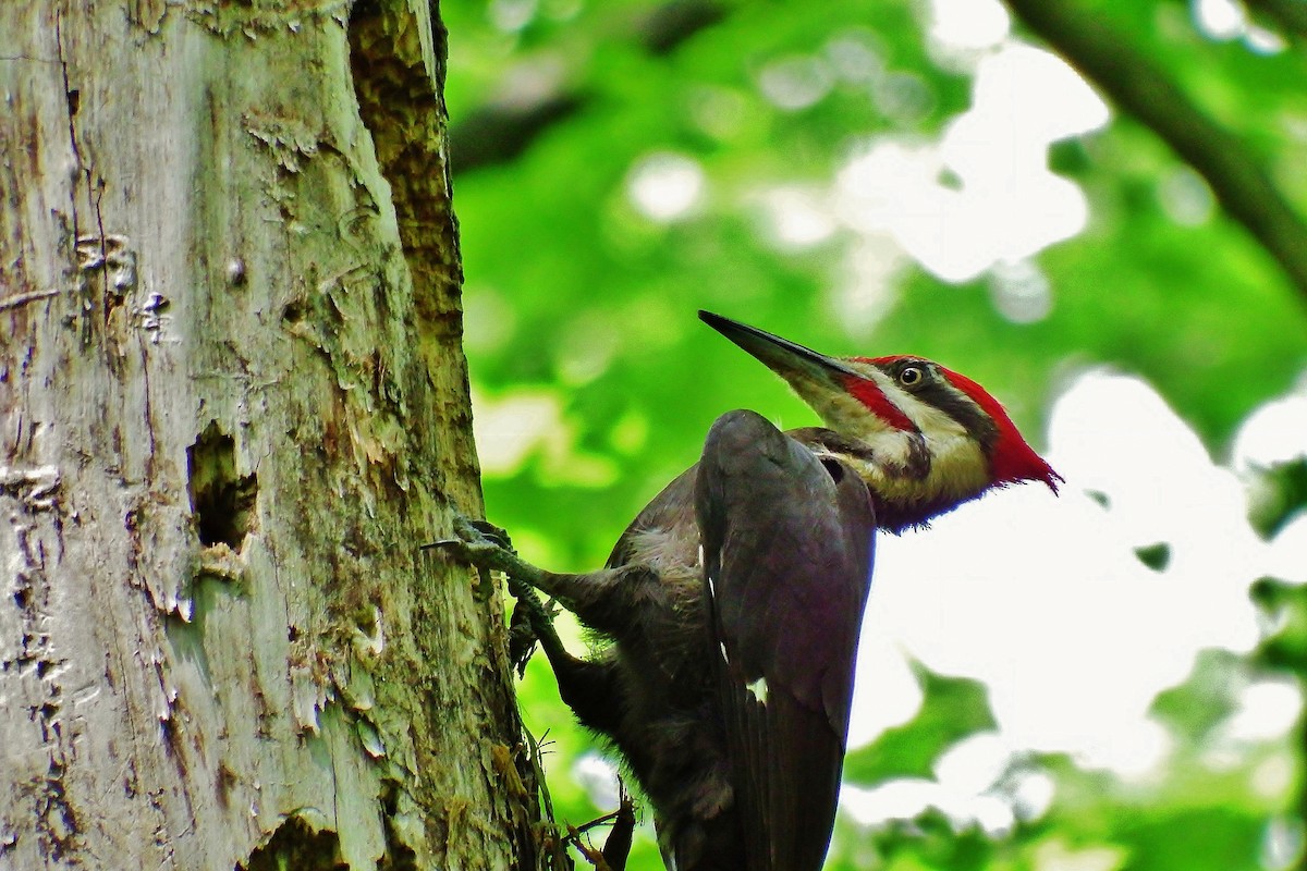 Pileated Woodpecker - ML106002821