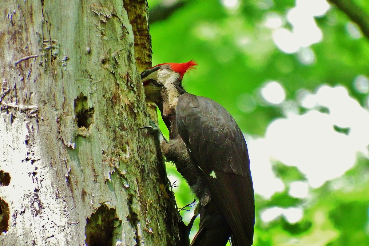 Pileated Woodpecker - ML106002831