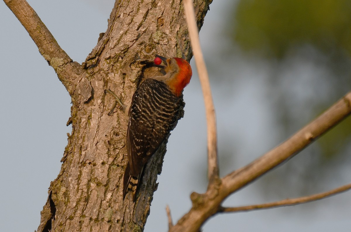 Red-bellied Woodpecker - ML106003541
