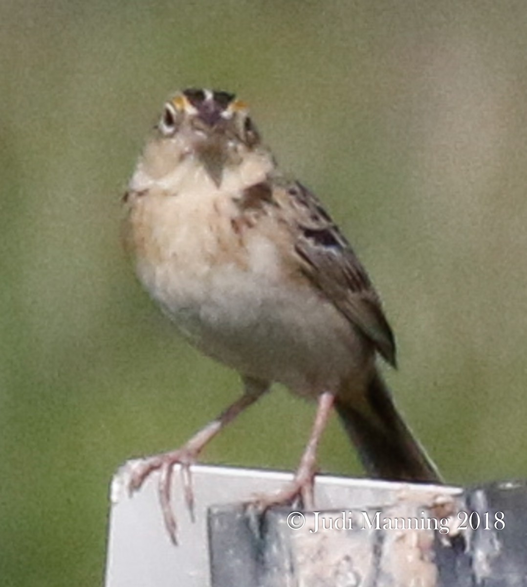 Grasshopper Sparrow - Carl & Judi Manning