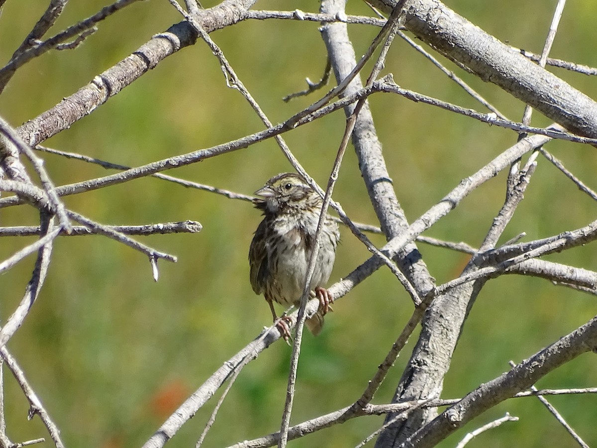 Savannah Sparrow - ML106005641