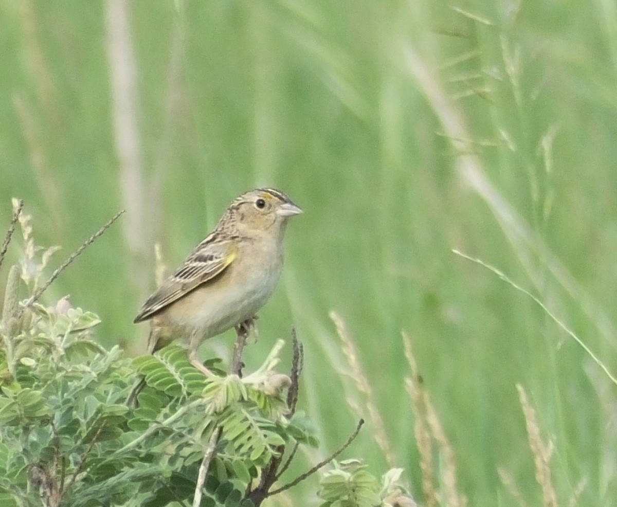 Grasshopper Sparrow - ML106005841