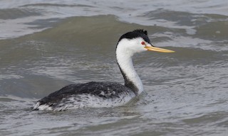  - Clark's Grebe