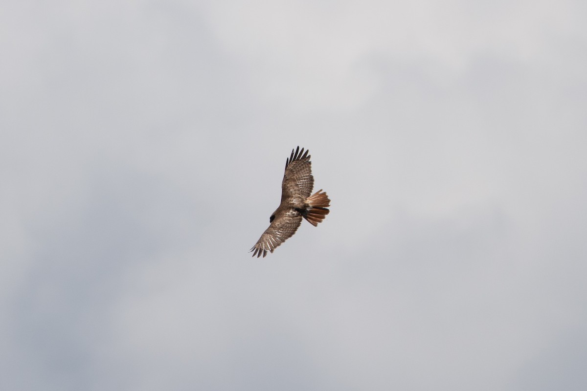 Red-tailed Hawk - ML106009281