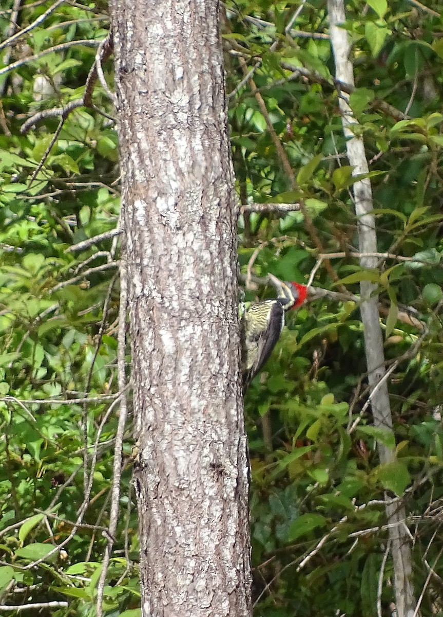 Lineated Woodpecker - Alfonso Auerbach