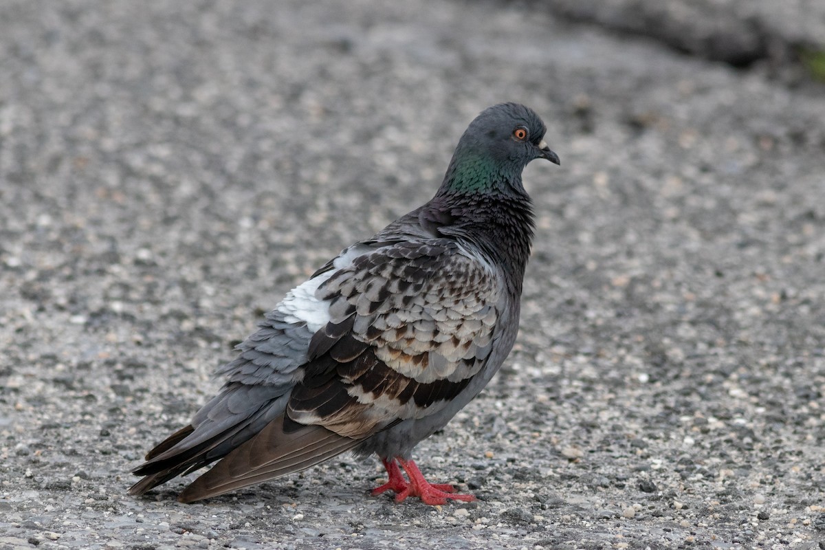 Rock Pigeon (Feral Pigeon) - ML106013011