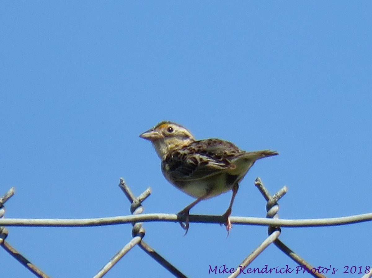 Grasshopper Sparrow - ML106013991