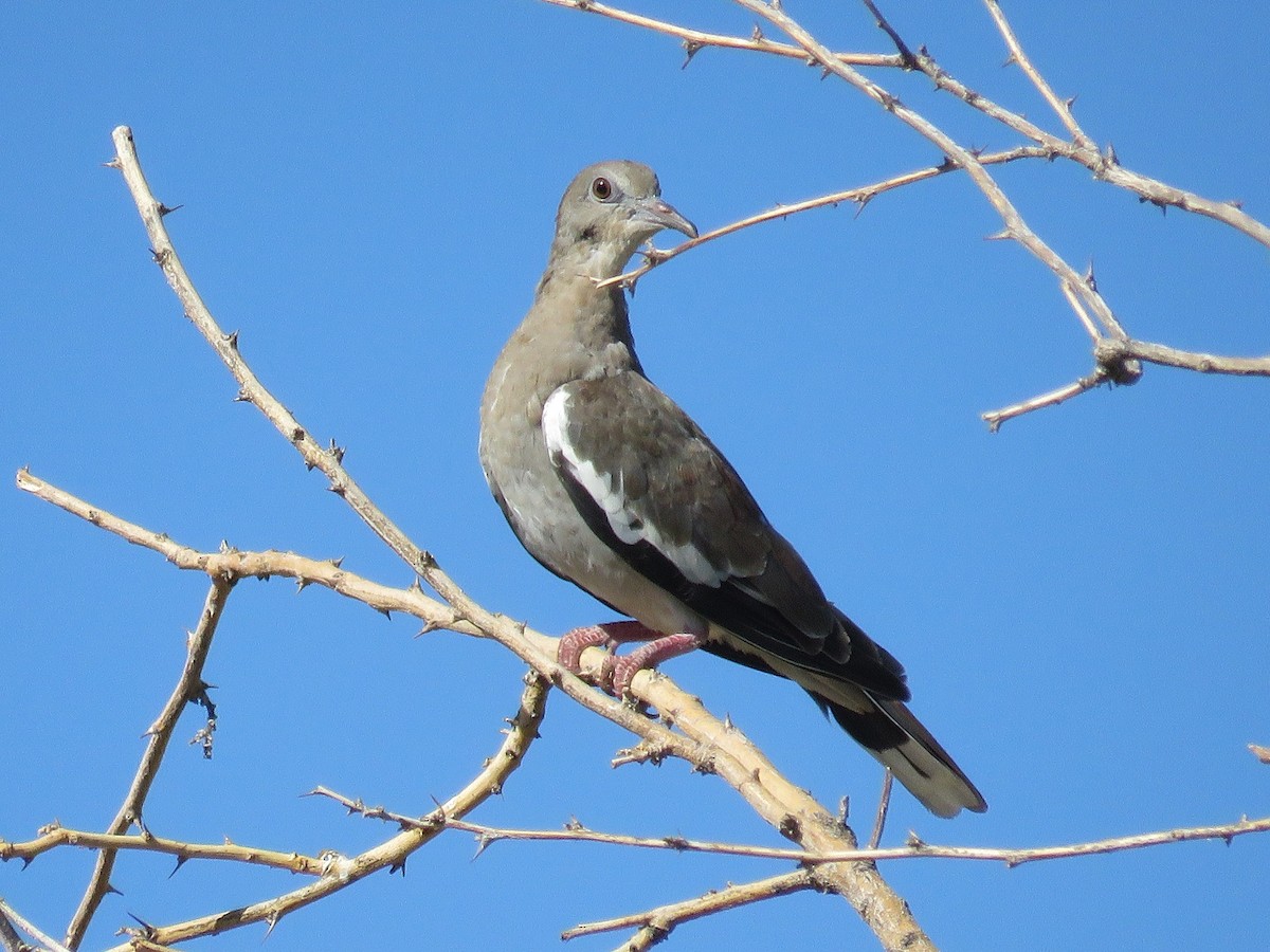 White-winged Dove - Anne (Webster) Leight