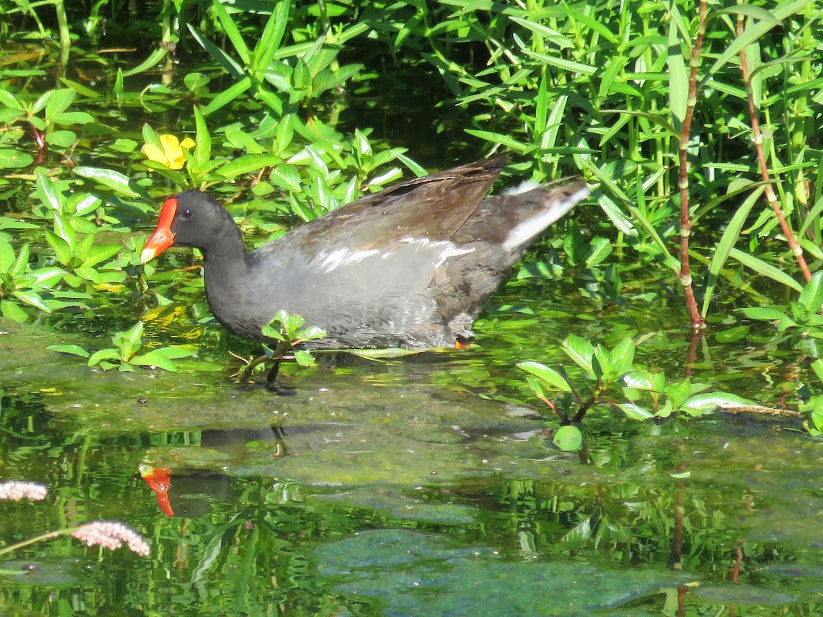 Common Gallinule - Anne (Webster) Leight