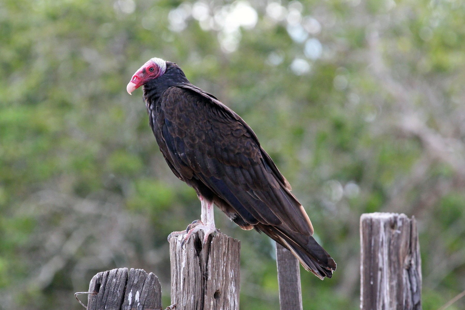 ヒメコンドル Ruficollis Ebird