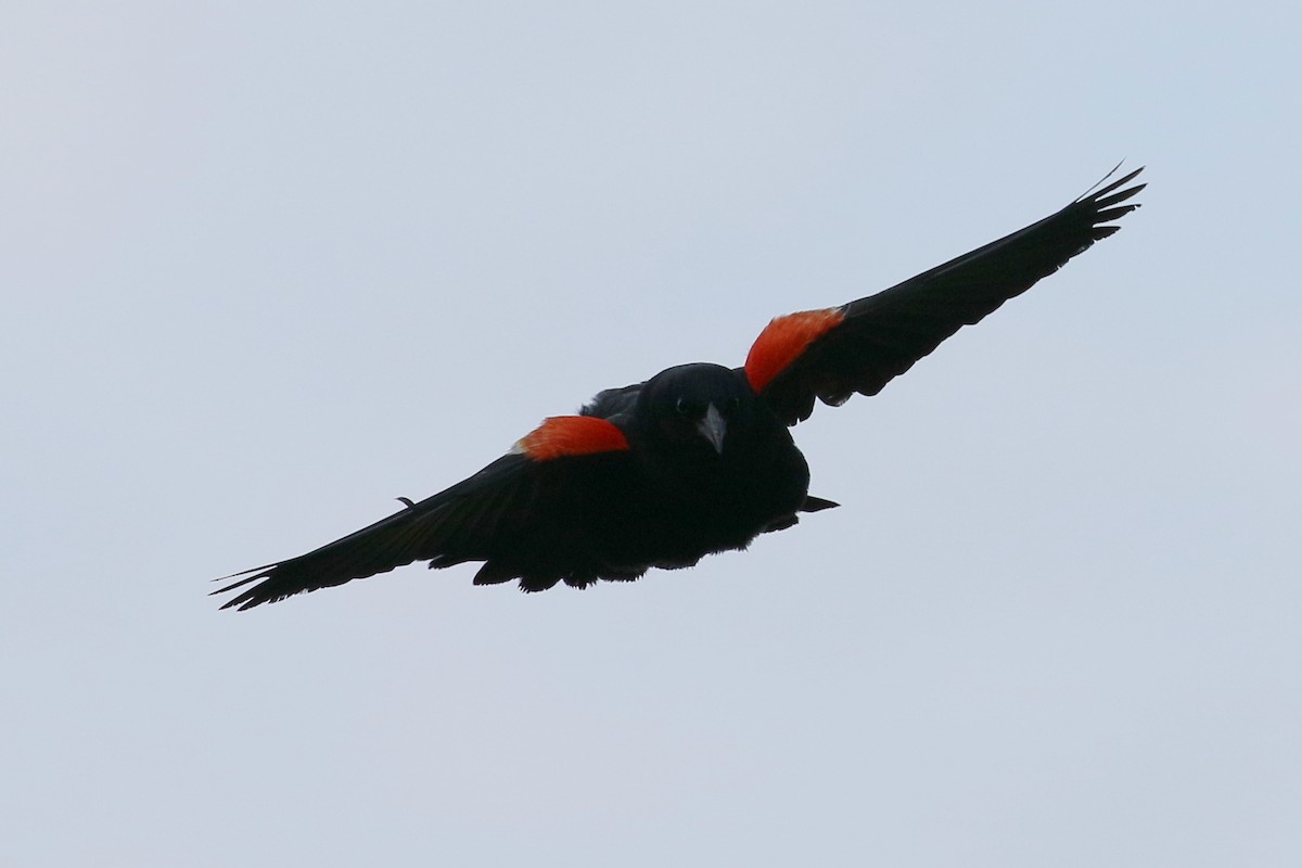 Red-winged Blackbird - ML106017171