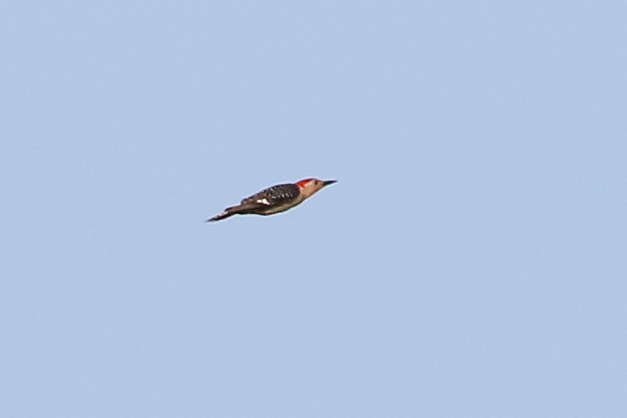 Red-bellied Woodpecker - ML106018121