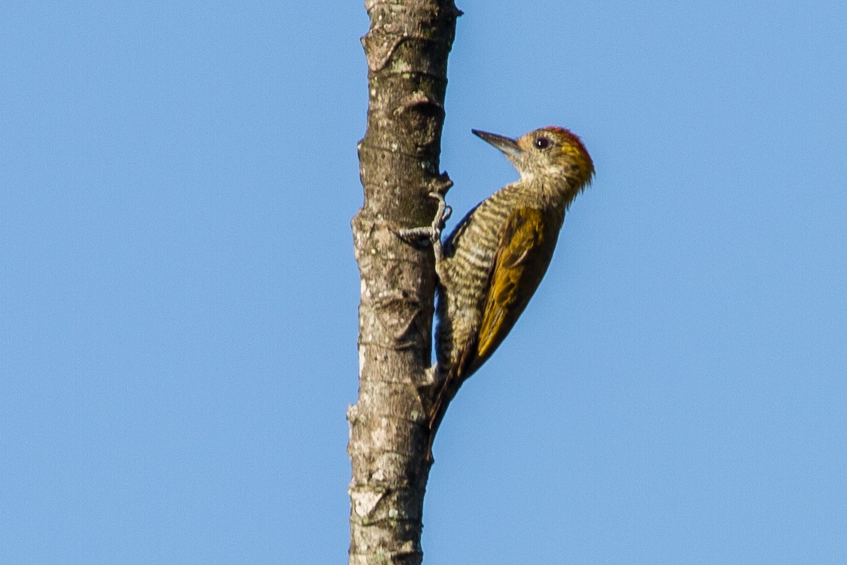 Yellow-eared Woodpecker - Roger Adamson