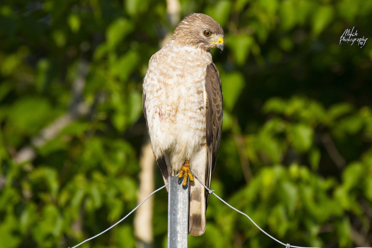 Broad-winged Hawk - Mitch (Michel) Doucet
