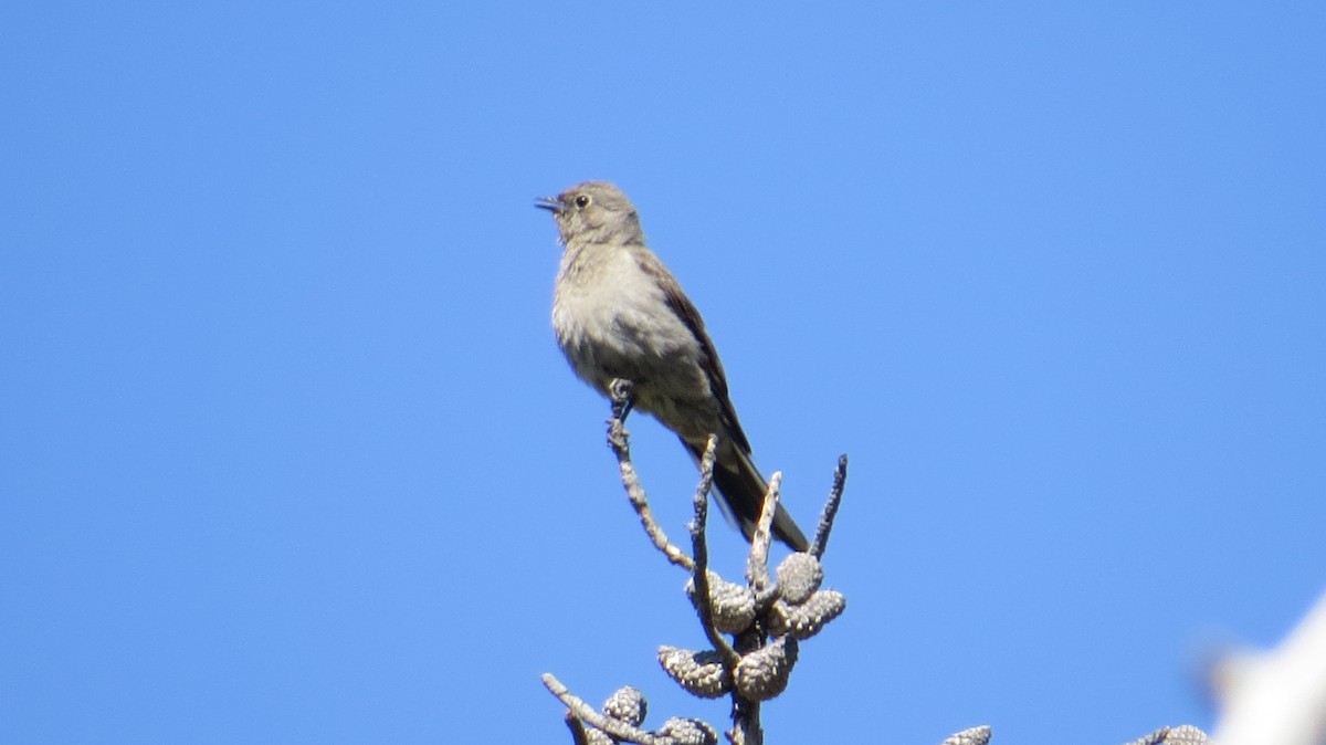 Townsend's Solitaire - ML106032411