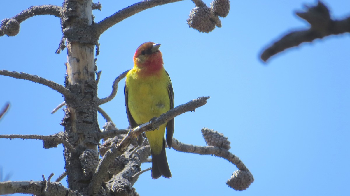 Western Tanager - Bill Rowe