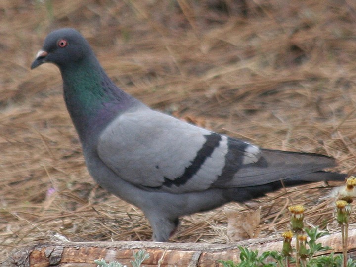 Rock Pigeon (Feral Pigeon) - Matt VanWallene