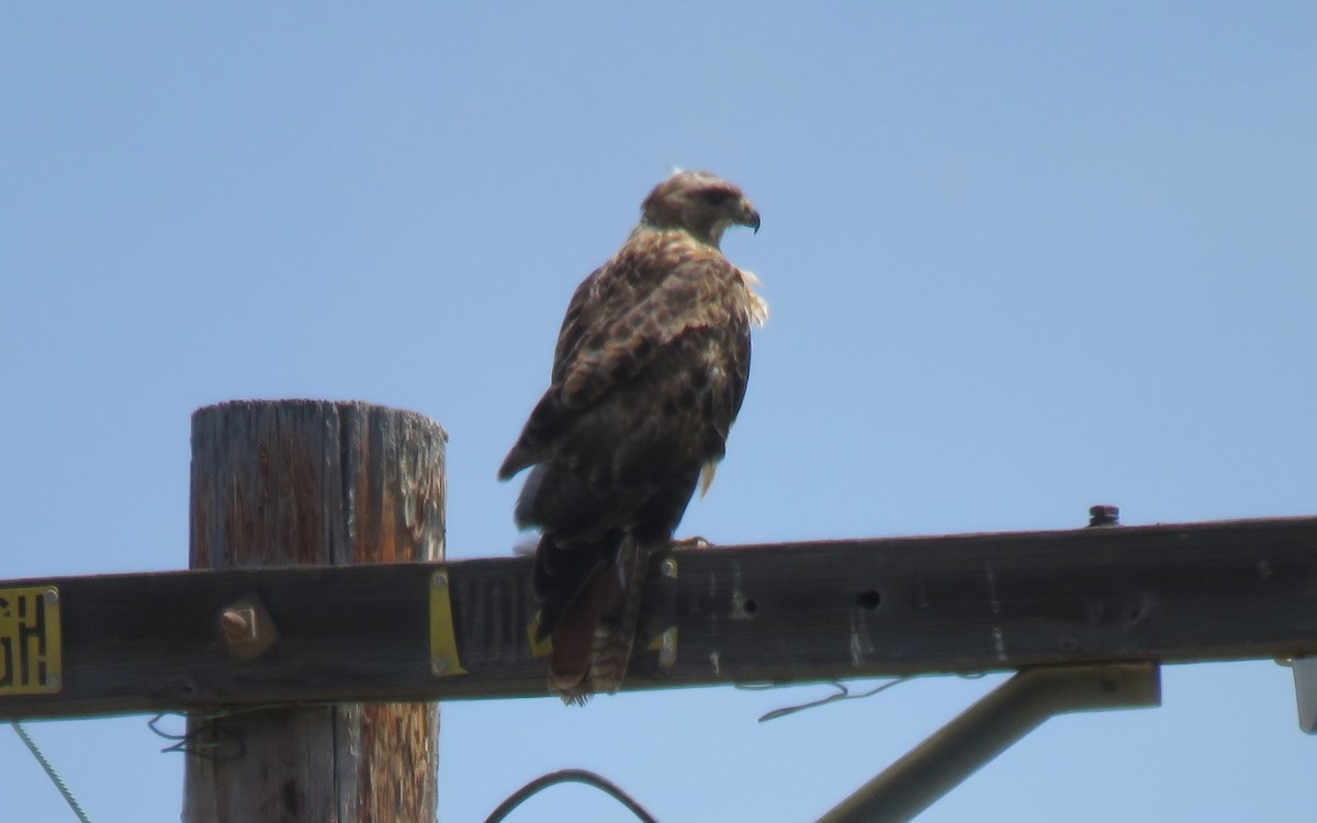 Red-tailed Hawk - Jessie Stuebner
