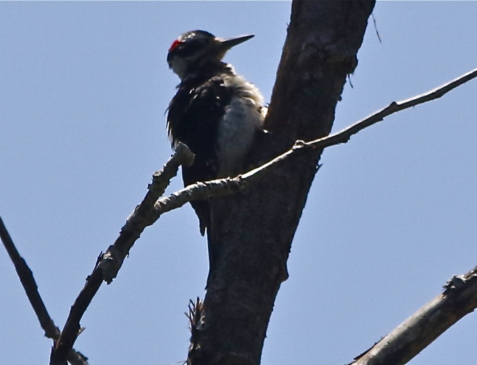 Hairy Woodpecker (Pacific) - Don Roberson