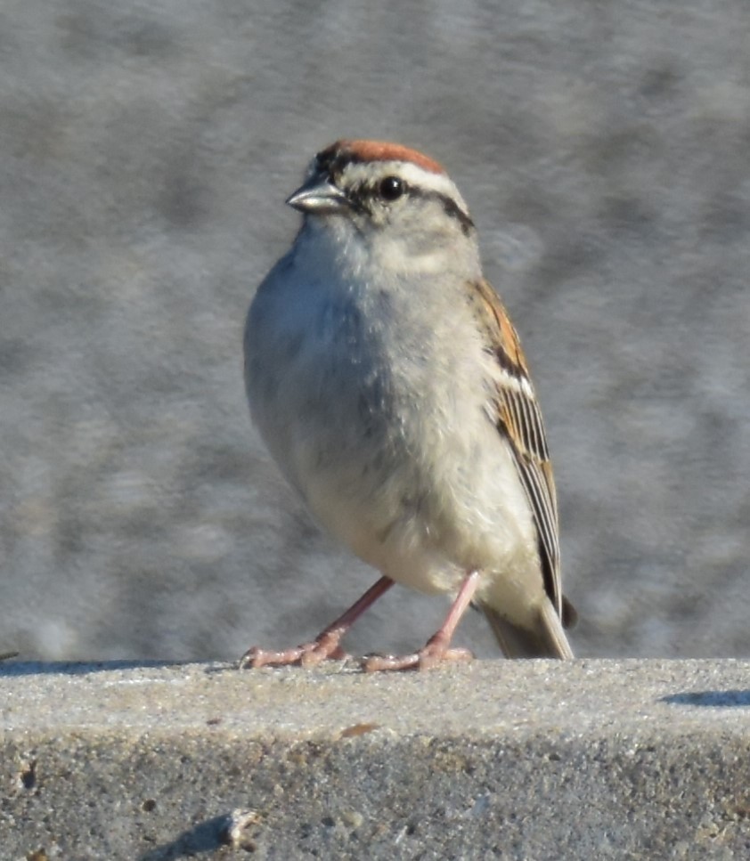 Chipping Sparrow - Andrew Ednie