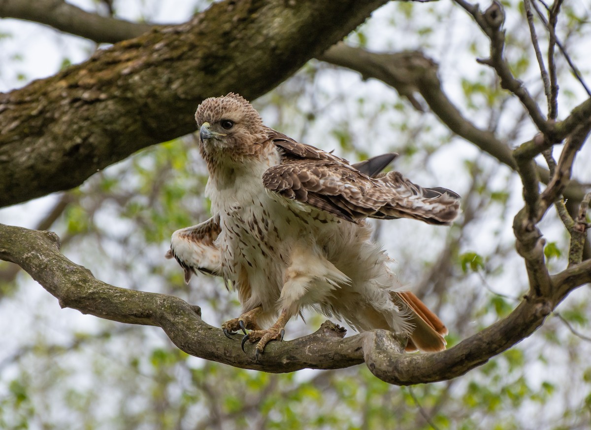 Red-tailed Hawk - ML106036431
