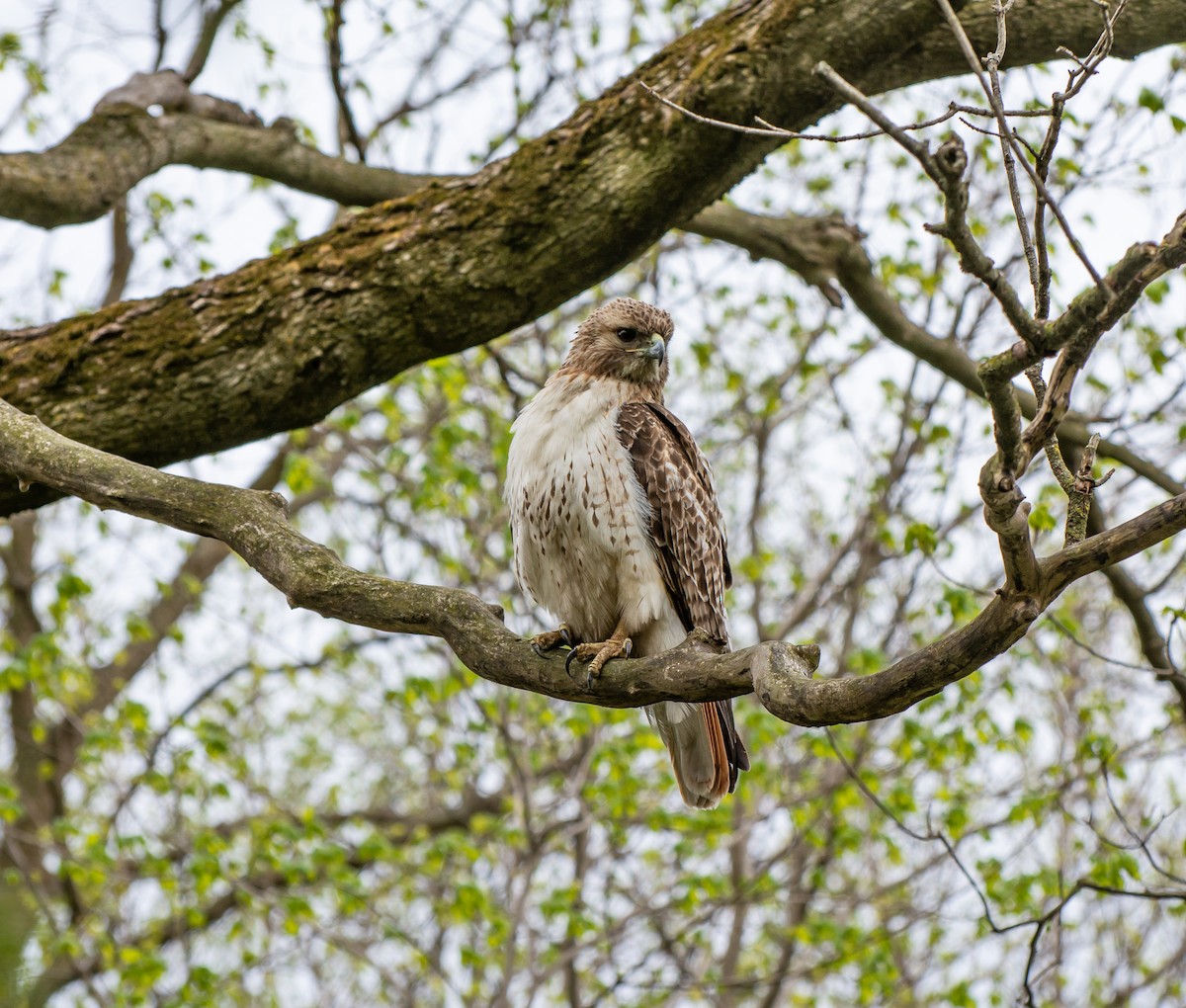 Red-tailed Hawk - ML106036441