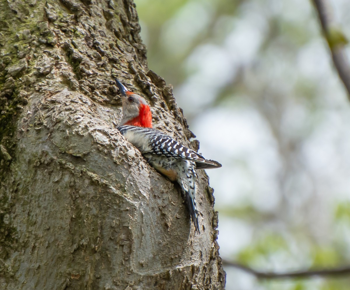 Red-bellied Woodpecker - ML106036771