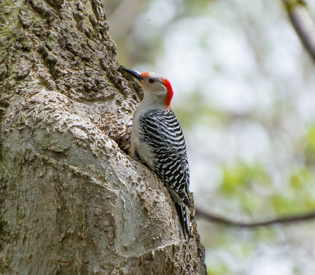 Red-bellied Woodpecker - ML106036781