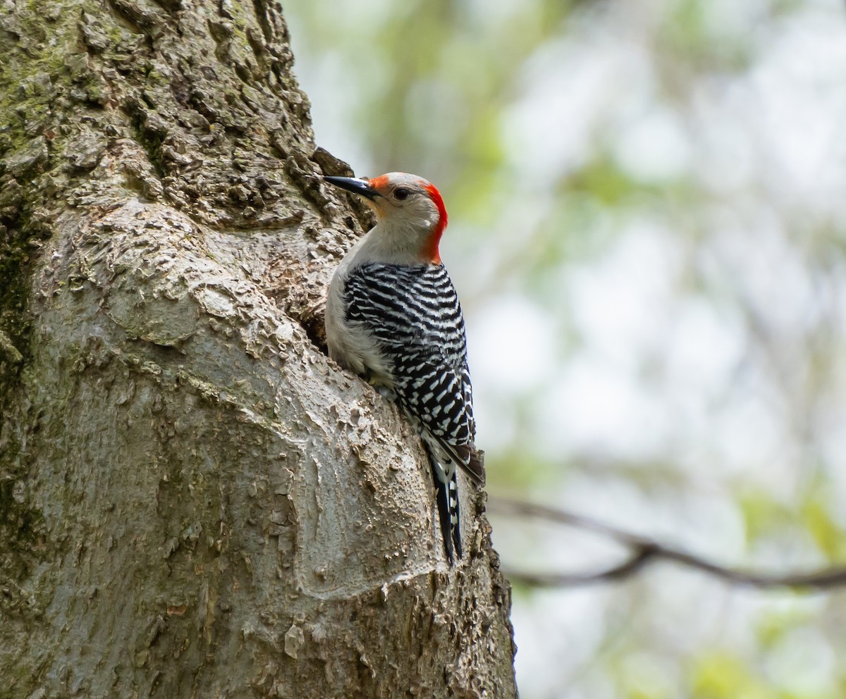 Red-bellied Woodpecker - ML106036791