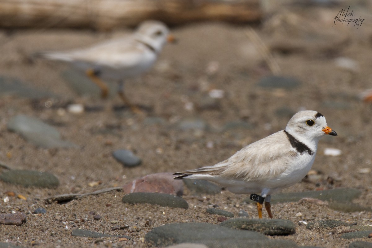 Piping Plover - ML106037261