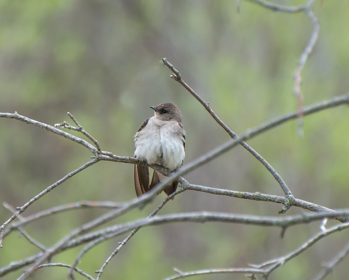 Northern Rough-winged Swallow - ML106038221