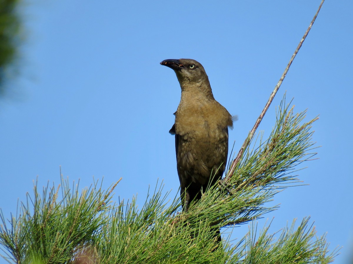 Great-tailed Grackle - ML106042011