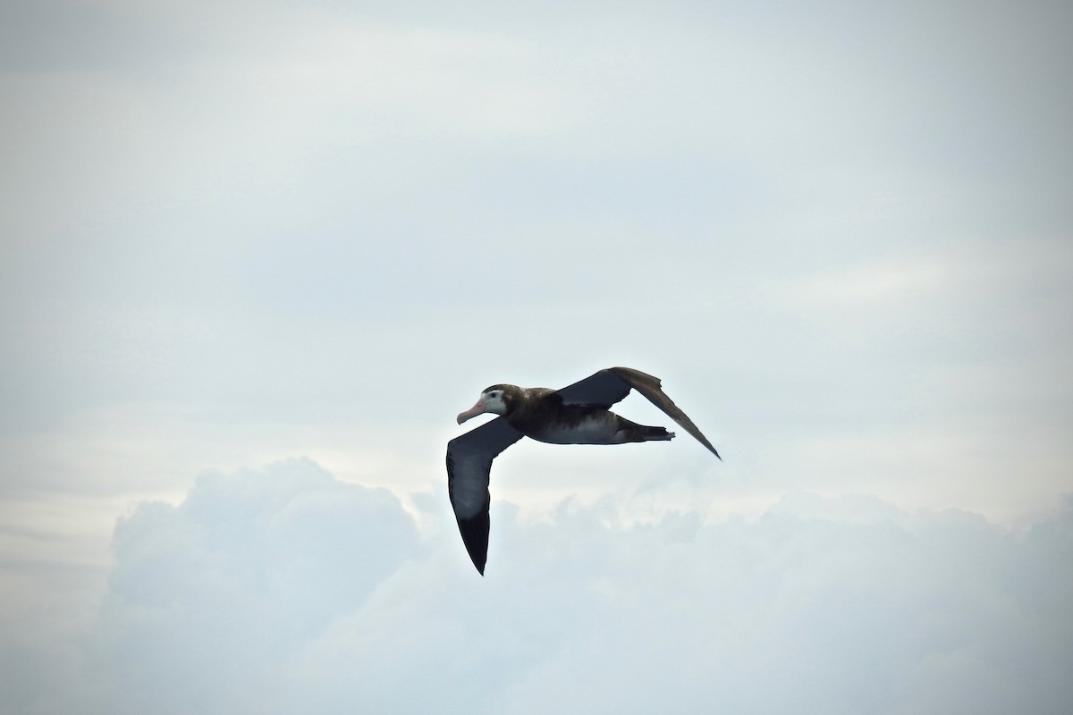Antipodean Albatross (New Zealand) - Michael Daley