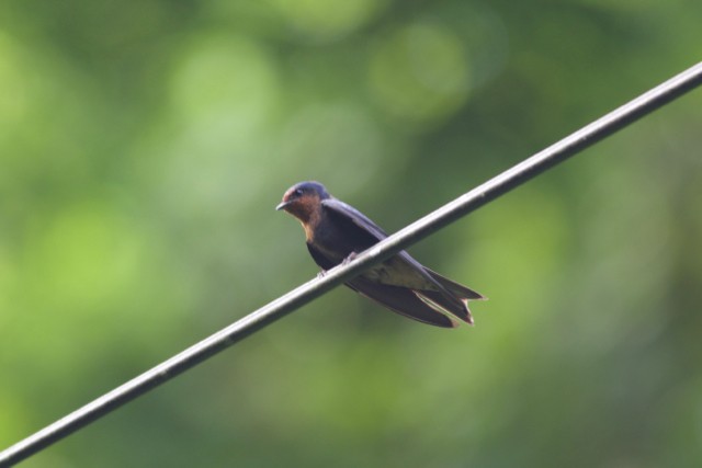 Pacific Swallow - ML106046071