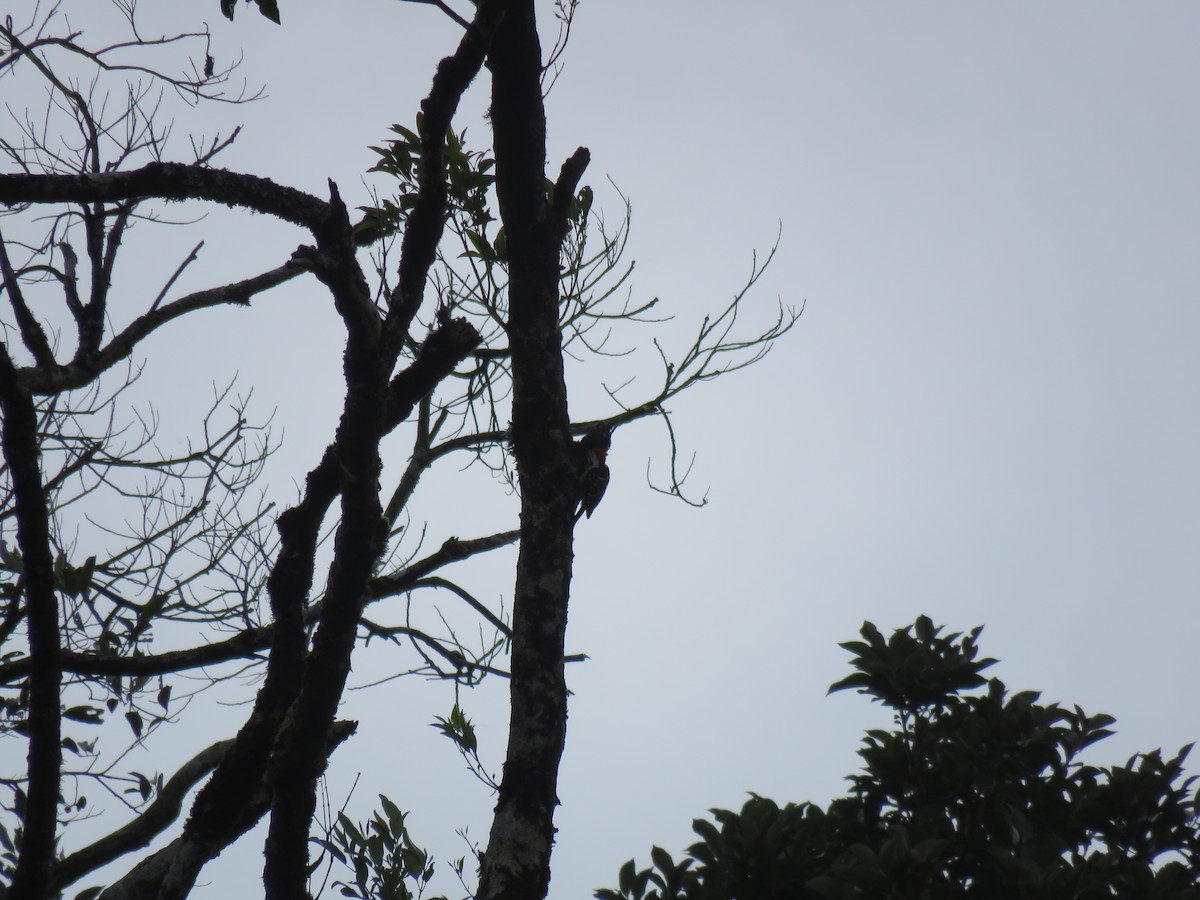 Stripe-breasted Woodpecker - ML106047951