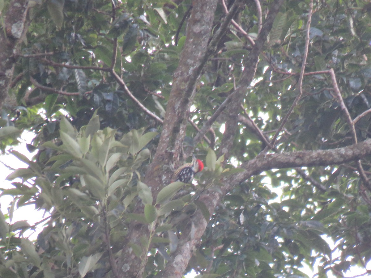 Stripe-breasted Woodpecker - ML106047961