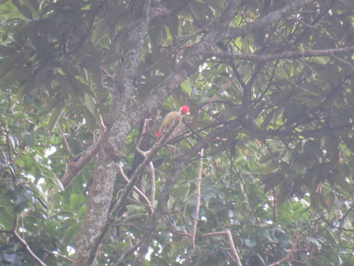 Stripe-breasted Woodpecker - ML106047971
