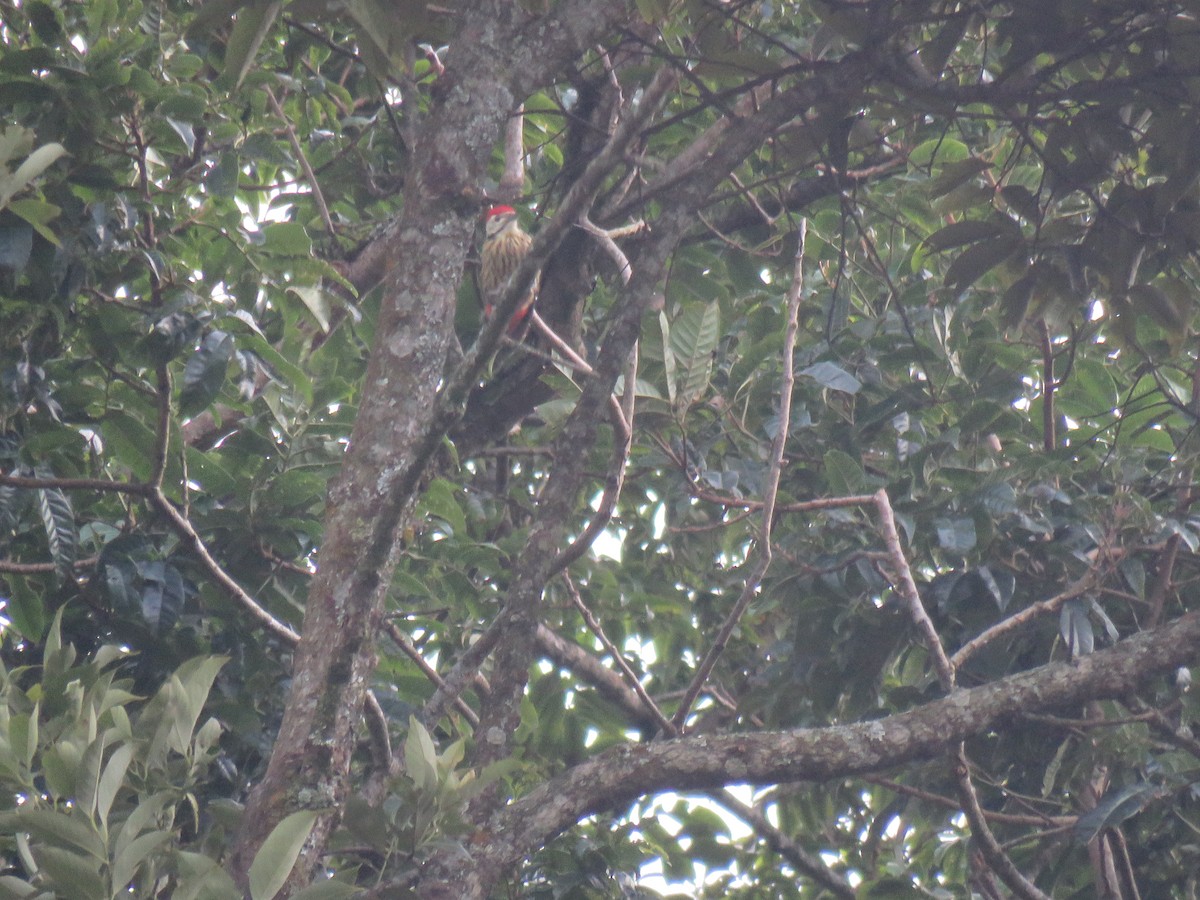 Stripe-breasted Woodpecker - ML106047991