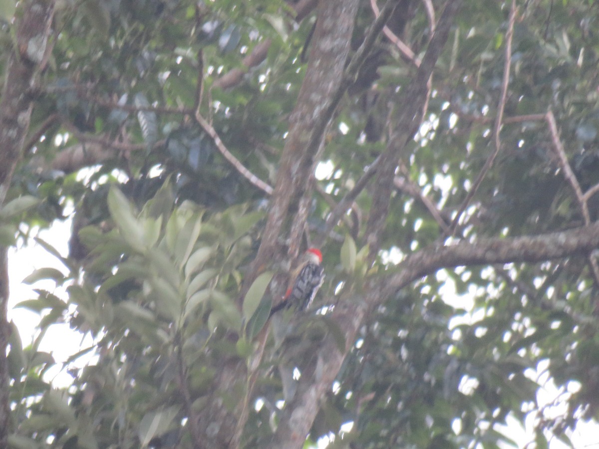 Stripe-breasted Woodpecker - ML106048001