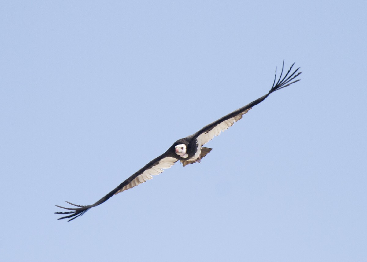 White-headed Vulture - Stephen Murray